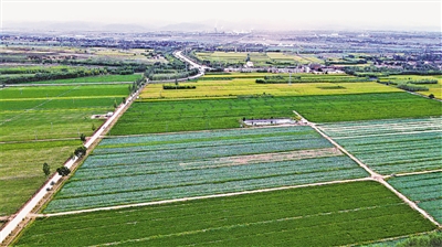 <p>　　原州區(qū)冷涼蔬菜種植面積達(dá)24萬多畝。</p>