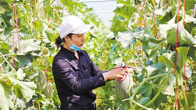 <p>　　移民在月牙湖蜜瓜基地打工。</p>