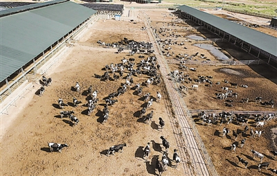 <p>　　五里坡奶牛生態(tài)養(yǎng)殖基地（局部）。　　　　　　　　　　　　　　　　本報(bào)記者　左鳴遠(yuǎn)　攝</p>
