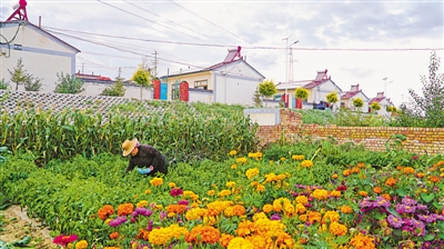 <p>　　毛春花在自家院子摘菜。（資料圖片）</p>
