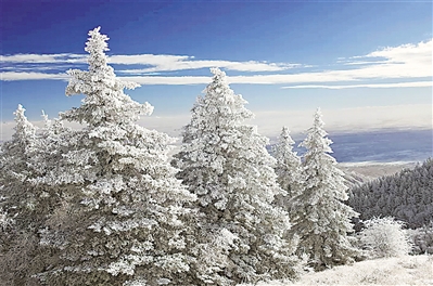 <p>　　掛滿積雪的羅山松樹。本報實習(xí)生　彭斌　攝</p>