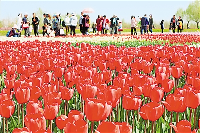     紅色——銀川花博園里盛開的郁金香紅似火焰。寧夏把良好生態(tài)環(huán)境作為最普惠的民生福祉，還百姓綠水青山，不斷滿足人民日益增長的優(yōu)美生態(tài)環(huán)境需要。                 本報(bào)記者 馬楠 攝