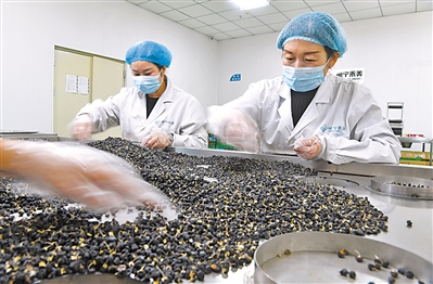 永寧縣閩寧鎮(zhèn)原隆村禾美電商扶貧車間，工作人員在分揀包裝黑枸杞。  
    本報(bào)記者 王曉龍 攝