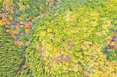 秋高氣爽，六盤山層林盡染。