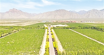 洪廣鎮(zhèn)葡萄種植基地。