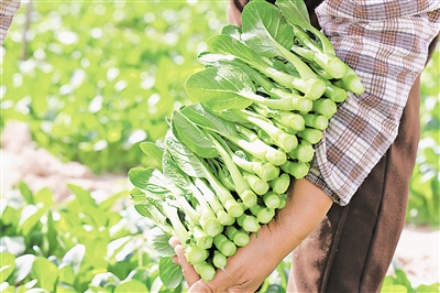     賀蘭縣產的菜心暢銷區(qū)內外。